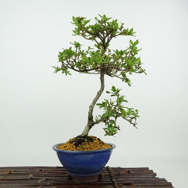 盆栽 皐月 満月 樹高 約23cm さつき Rhododendron indicum サツキ ツツジ科 常緑樹 観賞用 v1198435835