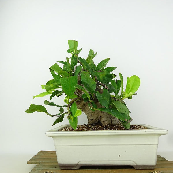 盆栽 姫こぶし 樹高 約21cm ひめこぶし Magnolia tomentosa ヒメコブシ モクレン科 モクレン属 落葉樹 観賞用 l1198415850