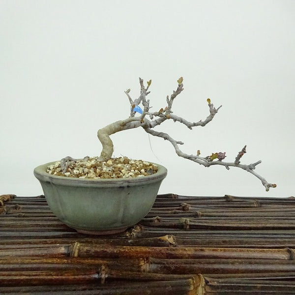 盆栽 酸実 樹高 約7cm ずみ Malus toringo ズミ バラ科 落葉樹 観賞用 小品 m1198406036