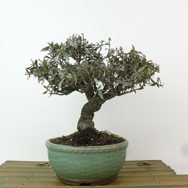 盆栽 縮緬葛 樹高 約15cm ちりめんかずら tirimenkazura チリメンカズラ テイカカズラ属 つる性 常緑樹 観賞用 小品 l1198408432