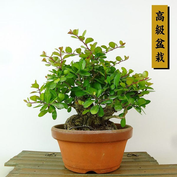 盆栽 針蔓柾 樹高 約17cm はりつるまさき 高級盆栽 ハリツルマサキ 半つる性 ニシキギ科 ハリツルマサキ属 常緑樹 観賞用 小品 e1198410944