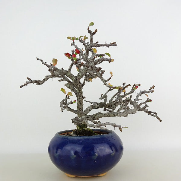 盆栽 梅 長寿梅 樹高 約13cm ちょうじゅばい チョウジュバイ バラ科 ボケ属 落葉樹 観賞用 小品 p1198421307