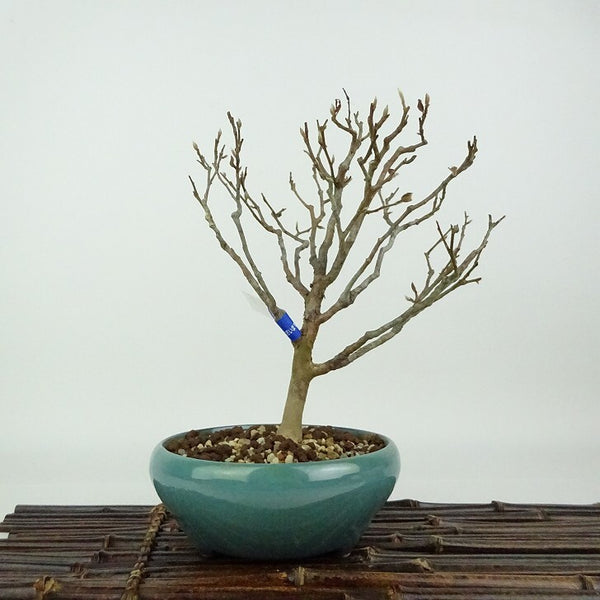 盆栽 姫沙羅 樹高 約18cm ひめしゃら Stewartia monadelpha ヒメシャラ ツバキ科 ナツツバキ属 落葉樹 観賞用 小品 p1198420362