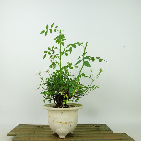 盆栽 薔薇 樹高 約20cm ばら Rosa バラ 白 八重 バラ科 落葉樹 観賞用 小品 j1198411683