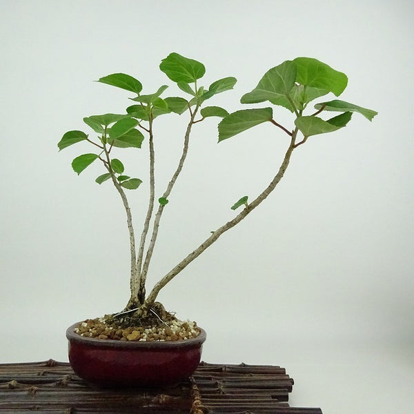 盆栽 浜朴 黄槿 樹高 約23cm はまぼう Hibiscus hamabo ハマボウ 紅葉 アオイ科 落葉樹 観賞用 e1198414467