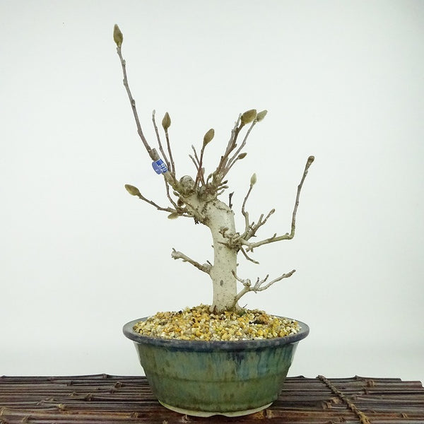 盆栽 姫こぶし 樹高 約28cm ひめこぶし Magnolia tomentosa ヒメコブシ 赤 モクレン科 モクレン属 落葉樹 観賞用 b1198419077