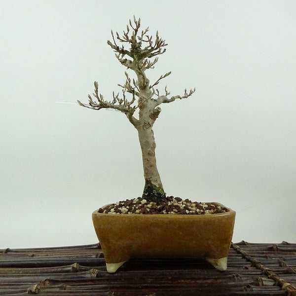 盆栽 姫沙羅 樹高 約17cm ひめしゃら Stewartia monadelpha ヒメシャラ ツバキ科 ナツツバキ属 落葉樹 観賞用 小品 l1198407584