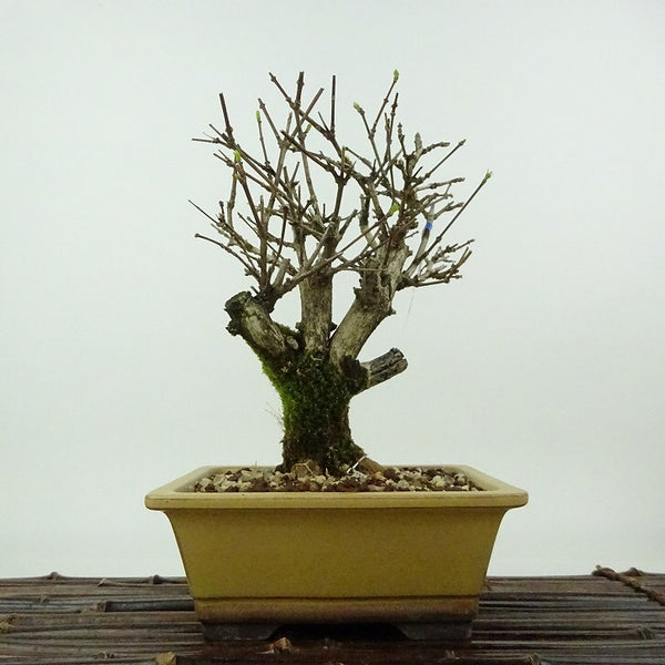 盆栽 匂い楓 樹高 約19cm においかえで Premna japonica ニオイカエデ クマツヅラ科 落葉樹 観賞用 小品 r1198404235