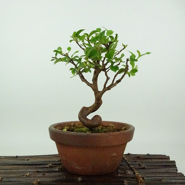 盆栽 姫沙羅 樹高 約18cm ひめしゃら Stewartia monadelpha ヒメシャラ ツバキ科 ナツツバキ属 落葉樹 観賞用 小品 v1198436730