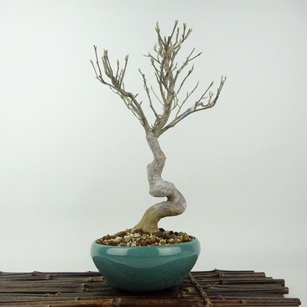 盆栽 姫沙羅 樹高 約27cm ひめしゃら Stewartia monadelpha ヒメシャラ ツバキ科 ナツツバキ属 落葉樹 観賞用 v1198434886