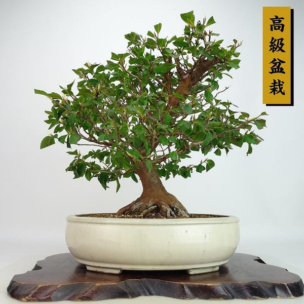 盆栽 姫沙羅 樹高 約33cm ひめしゃら 高級盆栽 Stewartia monadelpha ヒメシャラ ツバキ科 ナツツバキ属 落葉樹 観賞用 n1198408035