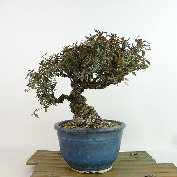 盆栽 縮緬葛 樹高 約17cm ちりめんかずら tirimenkazura チリメンカズラ テイカカズラ属 つる性 常緑樹 観賞用 小品 1198402398