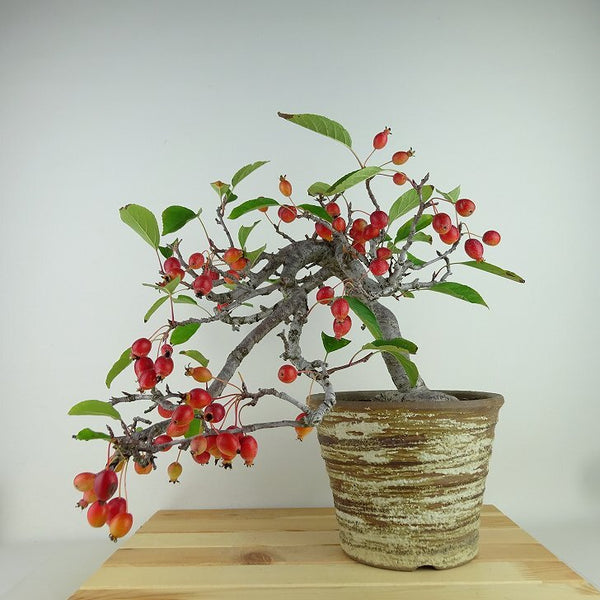 盆栽 姫美好 樹高 上下 約31cm ひめびこう ヒメビコウ バラ科 リンゴ属 落葉樹 観賞用 x1198416304