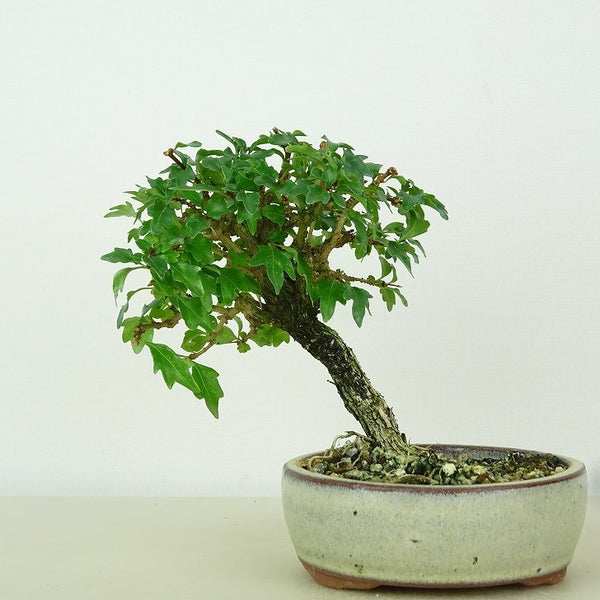 盆栽 匂い楓 樹高 約10cm においかえで Premna japonica ニオイカエデ クマツヅラ科 落葉樹 観賞用 小品 n1198412908