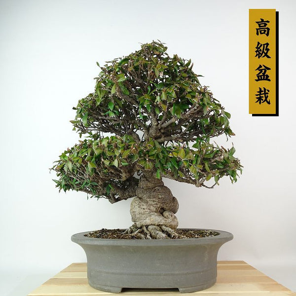 盆栽 定家葛 樹高 約31cm ていかかずら 高級盆栽 テイカカズラ つる性 キョウチクトウ科 常緑樹 紅葉 観賞用 s1198412342