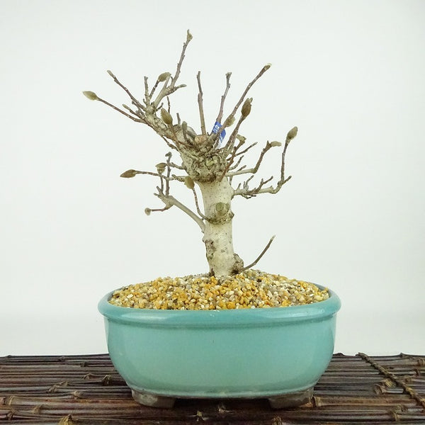 盆栽 姫こぶし 樹高 約23cm ひめこぶし Magnolia tomentosa ヒメコブシ 赤 モクレン科 モクレン属 落葉樹 観賞用 g1198421909