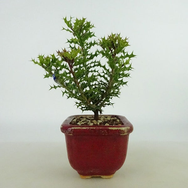 盆栽 姫柊 樹高 約13cm ひめひいらぎ ヒメヒイラギ モチノキ科 モチノキ属 疼木 アマミヒイラギ 常緑樹 観賞用 小品 f1198406892