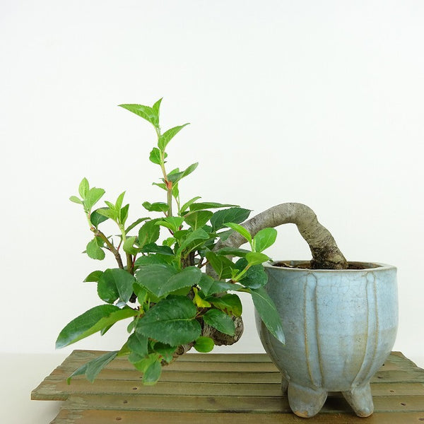 盆栽 姫林檎 樹高 上下 約15cm ひめりんご Malus prunifolia ヒメリンゴ バラ科 リンゴ属 落葉樹 観賞用 小品 l1198406844