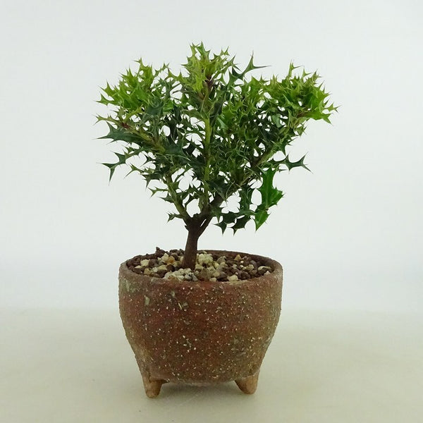 盆栽 姫柊 樹高 約9cm ひめひいらぎ ヒメヒイラギ モチノキ科 モチノキ属 疼木 アマミヒイラギ 常緑樹 観賞用 小品 h1198420693