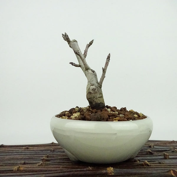 盆栽 姫林檎 樹高 約12cm ひめりんご Malus prunifolia ヒメリンゴ バラ科 リンゴ属 落葉樹 観賞用 小品 j1198410491