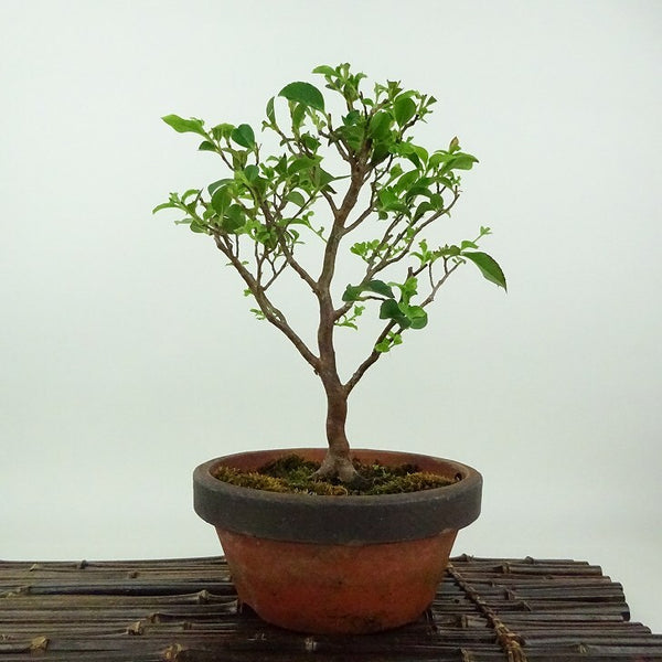 盆栽 姫沙羅 樹高 約23cm ひめしゃら Stewartia monadelpha ヒメシャラ ツバキ科 ナツツバキ属 落葉樹 観賞用 j1198411941