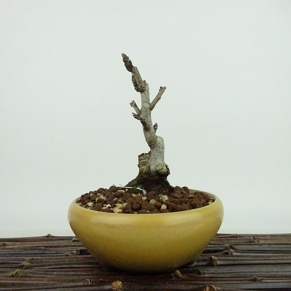 盆栽 姫林檎 樹高 約13cm ひめりんご Malus prunifolia ヒメリンゴ バラ科 リンゴ属 落葉樹 観賞用 小品 f1198415602