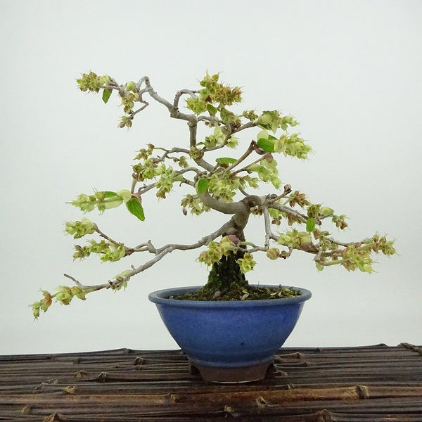 盆栽 土佐水木 樹高 約16cm とさみずき Corylopsis spicata トサミズキ マンサク科 落葉樹 観賞用 小品 q1198417159