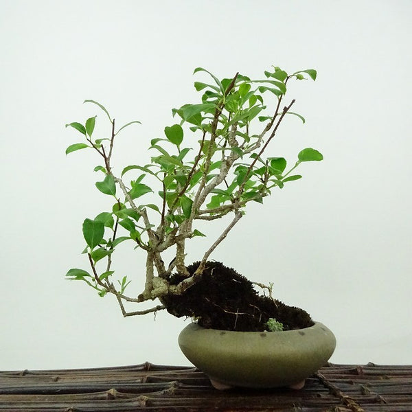 盆栽 蔓梅擬 樹高 約18cm つるうめもどき つる性 ニシキギ科 ツルウメモドキ属 落葉樹 観賞用 小品 x1198414417