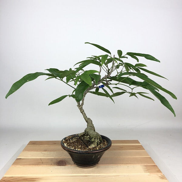 盆栽 藤 台湾サッコウフジ 樹高 約29cm Millettiareticulata ふじ つる性 マメ科 ナツフジ属 落葉樹 観賞用 j1198415428