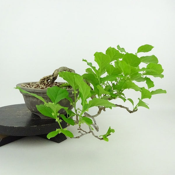 盆栽 蔓梅擬 樹高 上下 約18cm つるうめもどき ツルウメモドキ 懸崖 つる性 ニシキギ科 ツルウメモドキ属 落葉樹 観賞用 小品 m1198410859