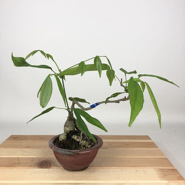 盆栽 藤 台湾サッコウフジ 樹高 約18cm Millettiareticulata ふじ つる性 マメ科 ナツフジ属 落葉樹 観賞用 小品 k1198413855