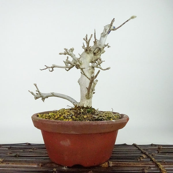 盆栽 姫こぶし 樹高 約23cm ひめこぶし Magnolia tomentosa ヒメコブシ モクレン科 モクレン属 落葉樹 観賞用 d1198428007