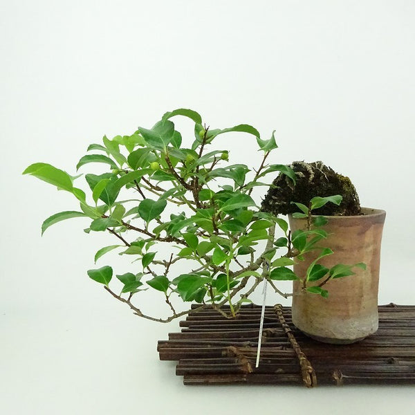 盆栽 蔓梅擬 樹高 上下 約14cm つるうめもどき ニシキギ科 ツルウメモドキ属 落葉樹 観賞用 小品 n1198412610