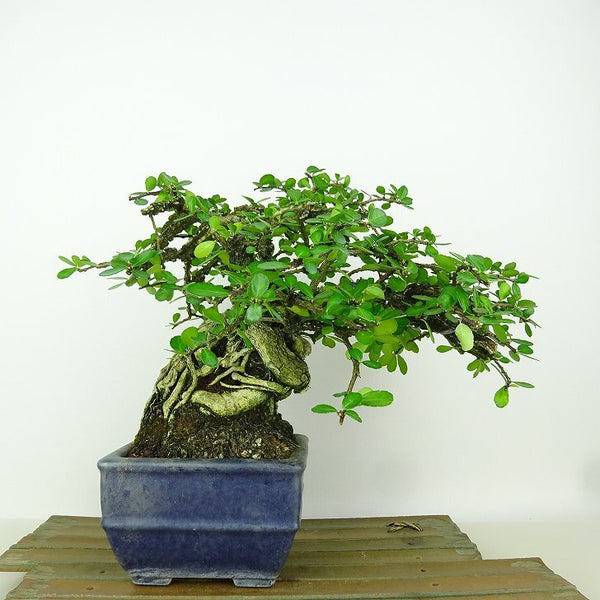 盆栽 針蔓柾 樹高 約17cm はりつるまさき ハリツルマサキ 半つる性 ニシキギ科 ハリツルマサキ属 常緑樹 観賞用 小品 b1198422012