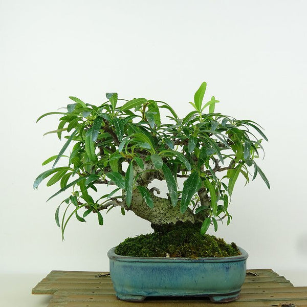 盆栽 ピラカンサ 樹高 約17cm Pyracantha 実物 バラ科 常緑樹 観賞用 k1198407187