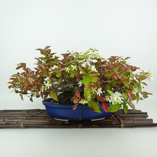 盆栽 定家葛 樹高 約15cm ていかかずら テイカカズラ つる性 キョウチクトウ科 常緑樹 紅葉 観賞用 小品 v1198439769