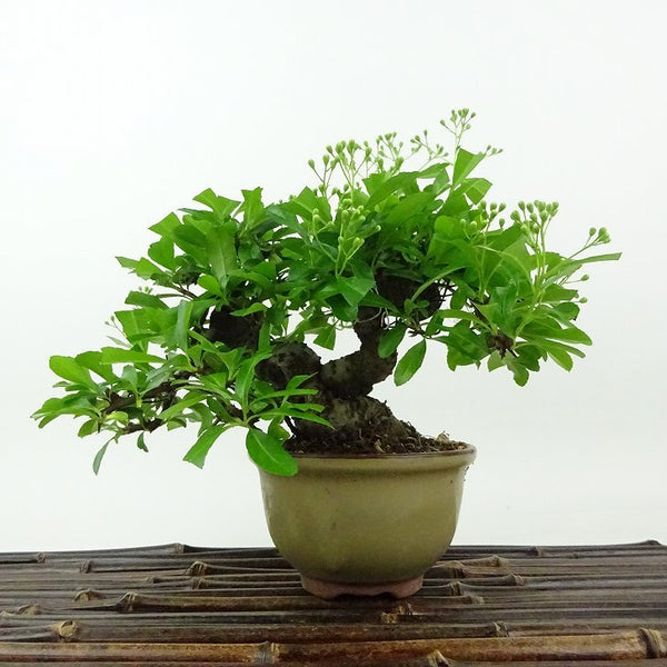 盆栽 ピラカンサ 樹高 約15cm Pyracantha バラ科 常緑樹 観賞用 小品 q1198418002