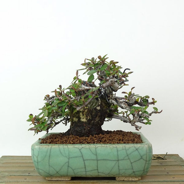 盆栽 ピラカンサ 樹高 約10cm Pyracantha バラ科 常緑樹 観賞用 小品 p1198419516
