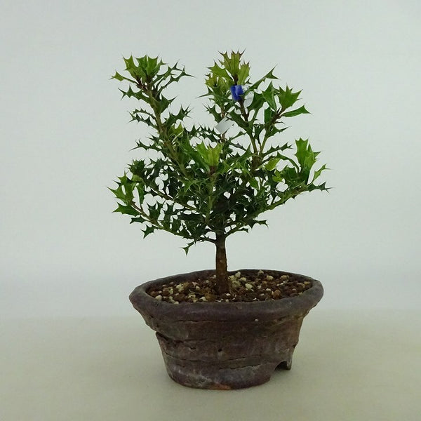 盆栽 姫柊 樹高 約12cm ひめひいらぎ ヒメヒイラギ モチノキ科 モチノキ属 疼木 アマミヒイラギ 常緑樹 観賞用 小品 r1198401696