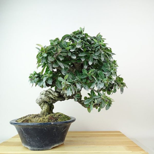 盆栽 ピラカンサ 樹高 約26cm Pyracantha バラ科 常緑樹 観賞用 n1198406693