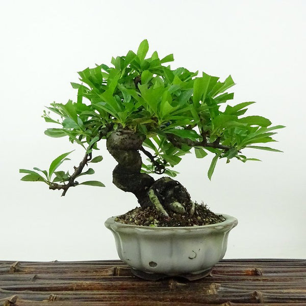 盆栽 ピラカンサ 樹高 約16cm Pyracantha バラ科 常緑樹 観賞用 小品 n1198413654