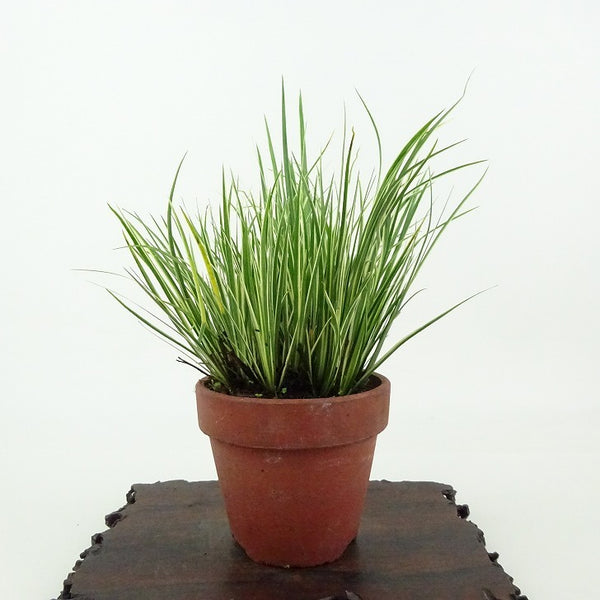 盆栽 石菖 樹高 約11cm せきしょう Acorus gramineus セキショウ 斑入り ショウブ科 ショウブ属 常緑多年生 観賞用 小品 m1198412900