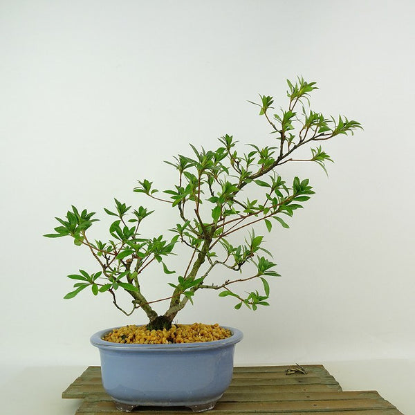 盆栽 皐月 桃香 樹高 約29cm さつき Rhododendron indicum サツキ ツツジ科 常緑樹 観賞用 p1198413596