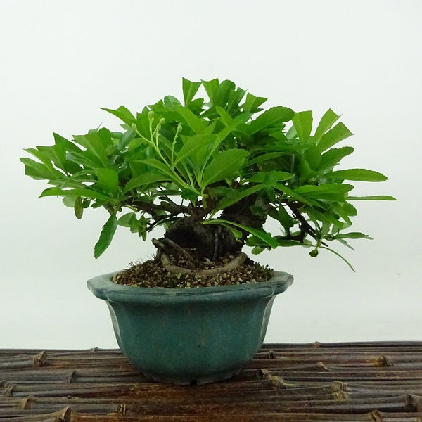 盆栽 ピラカンサ 樹高 約13cm Pyracantha バラ科 常緑樹 観賞用 小品 b1198423517