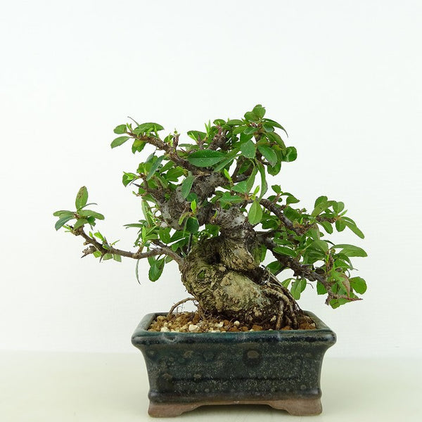 盆栽 ピラカンサ 樹高 約11cm Pyracantha バラ科 常緑樹 観賞用 小品 s1198417008