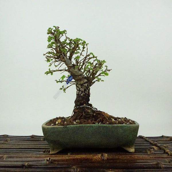 盆栽 楡欅 樹高 約14cm にれけやき Ulmus parvifolia ニレケヤキ 紅葉 ニレ科 落葉樹 観賞用 小品 g1198421664