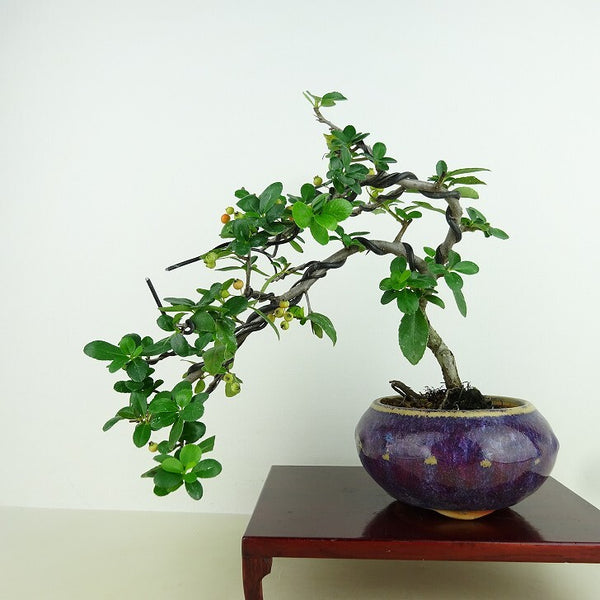 盆栽 ピラカンサ 樹高 上下 約20cm Pyracantha 実 オレンジ バラ科 常緑樹 観賞用 小品 p1198422400