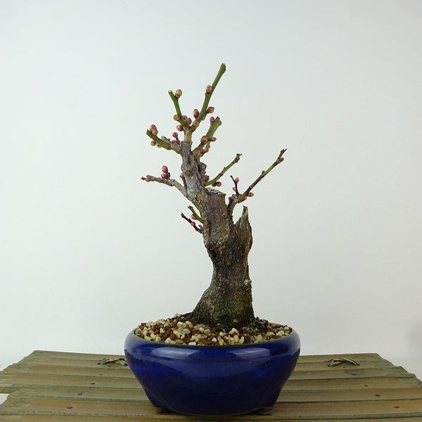 盆栽 梅 野梅 樹高 約14cm うめ Prunus mume ウメ 花梅 白 一重 ヤバイ ノウメ バラ科 落葉樹 観賞用 小品 u1198430851