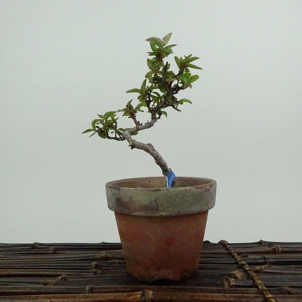 盆栽 ピラカンサ 樹高 約14cm Pyracantha バラ科 常緑樹 観賞用 小品 k1198413413