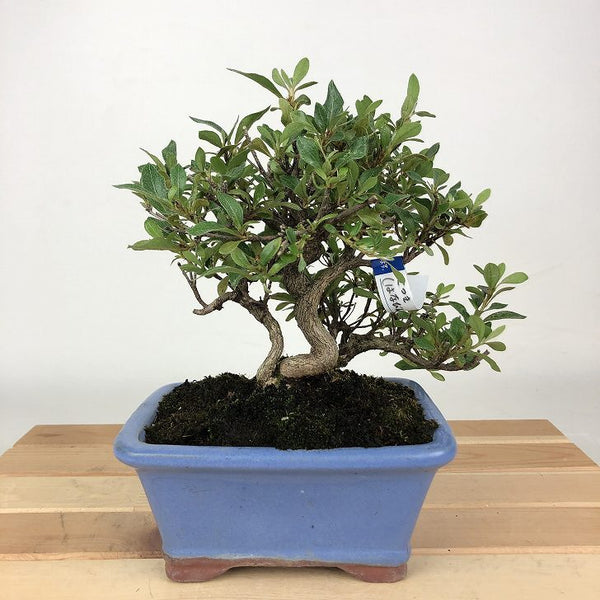 盆栽 皐月 はなびん 樹高 約16cm さつき Rhododendron indicum サツキ ツツジ科 常緑樹 観賞用 小品 j1198412537